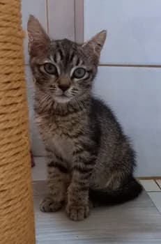 Ciccetto e Tigrotto, male puppy Mixed Breed for adoption at ENPA Monza e Brianza, Monza
