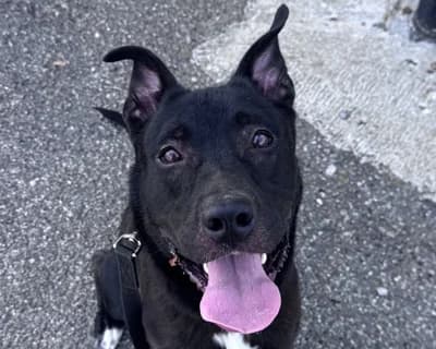 kuzko, male 3yo Mixed Breed for adoption at ENPA Monza e Brianza, Monza