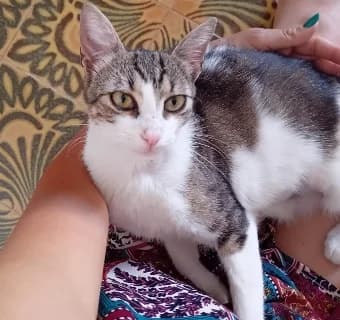 Lola, female young Mixed Breed for adoption at ENPA Monza e Brianza, Monza