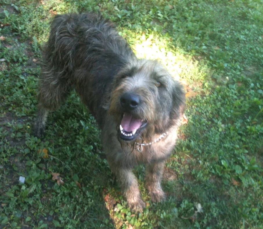 ASIA, female 4yo Mixed Breed for adoption at ENPA Parma, Parma