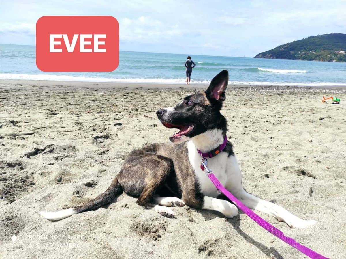 EVEE, male Mixed Breed for adoption at ENPA Parma, Parma