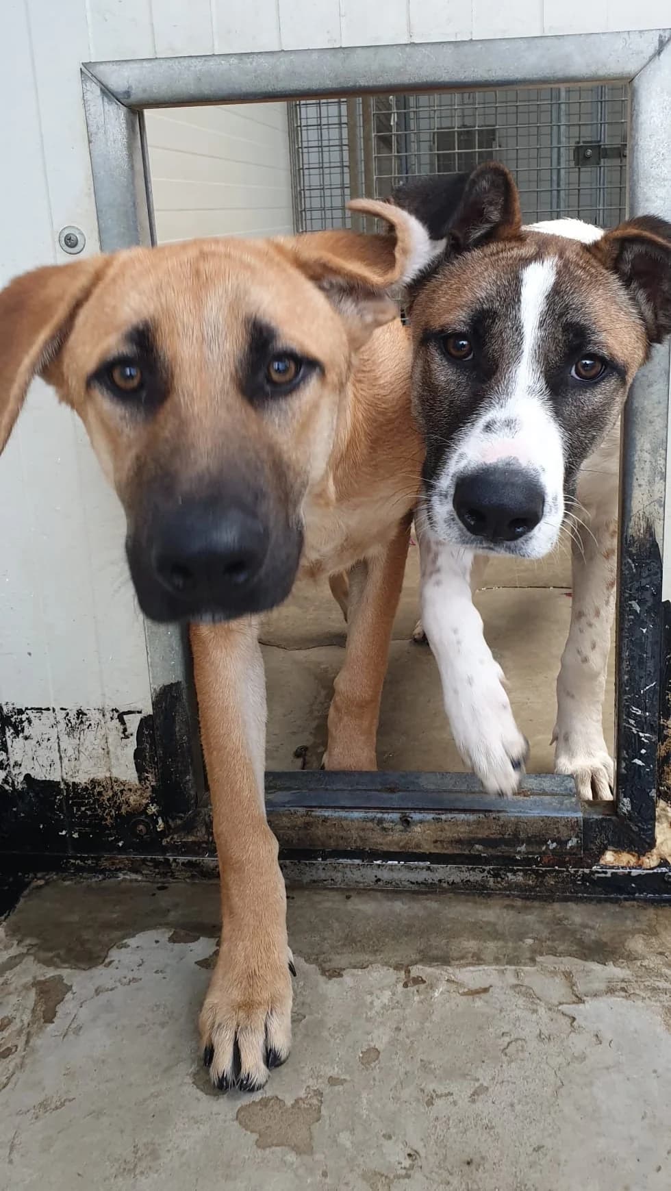 ATENA e NIKE, Mixed Breed (ENPA Pistoia)