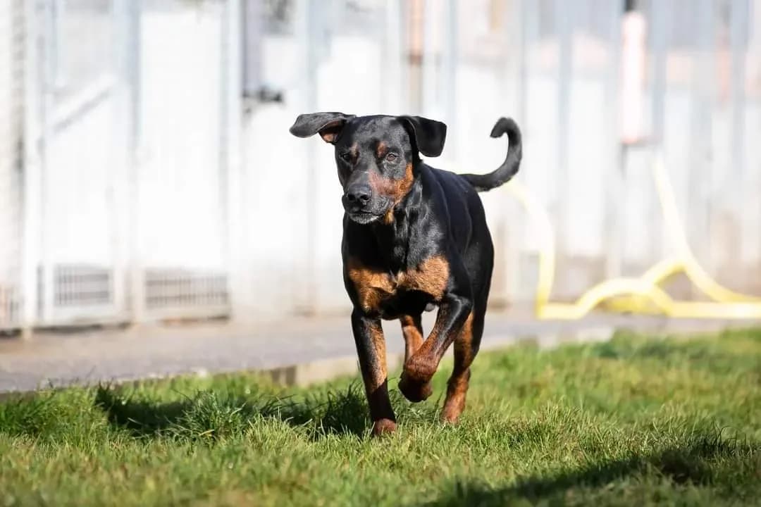JACK, Mixed Breed (ENPA Pistoia)