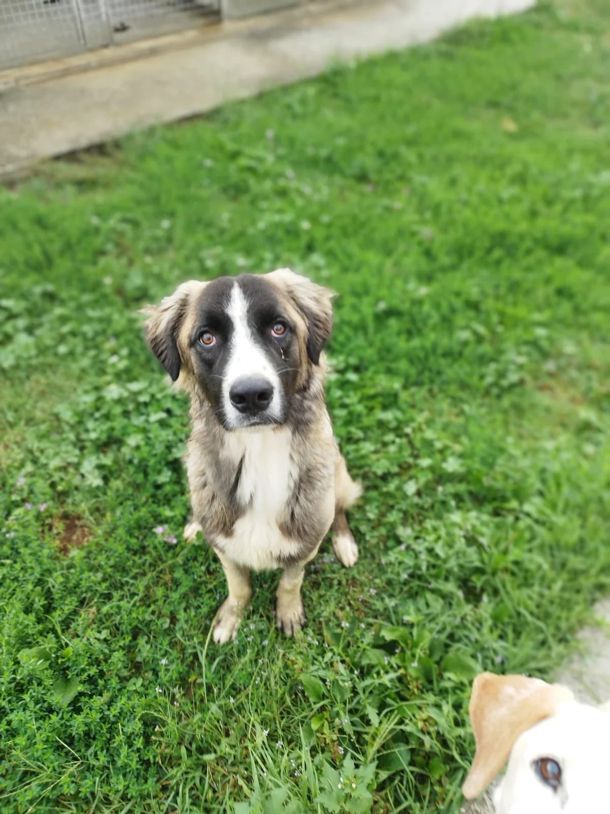 TYSON, Mixed Breed (ENPA Pistoia)