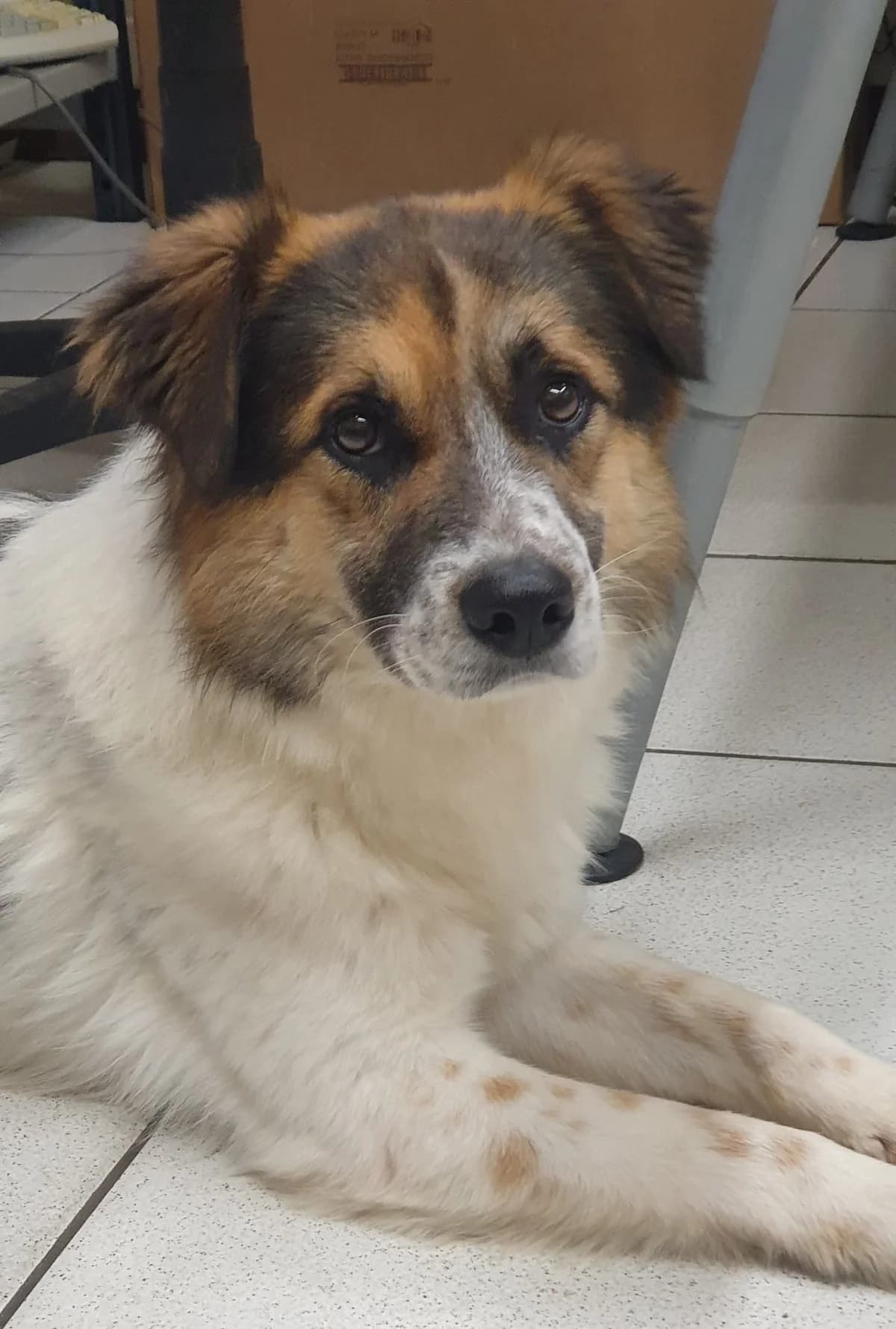 DAMIANO, female puppy Mixed Breed for adoption at ENPA Pistoia, Pistoia