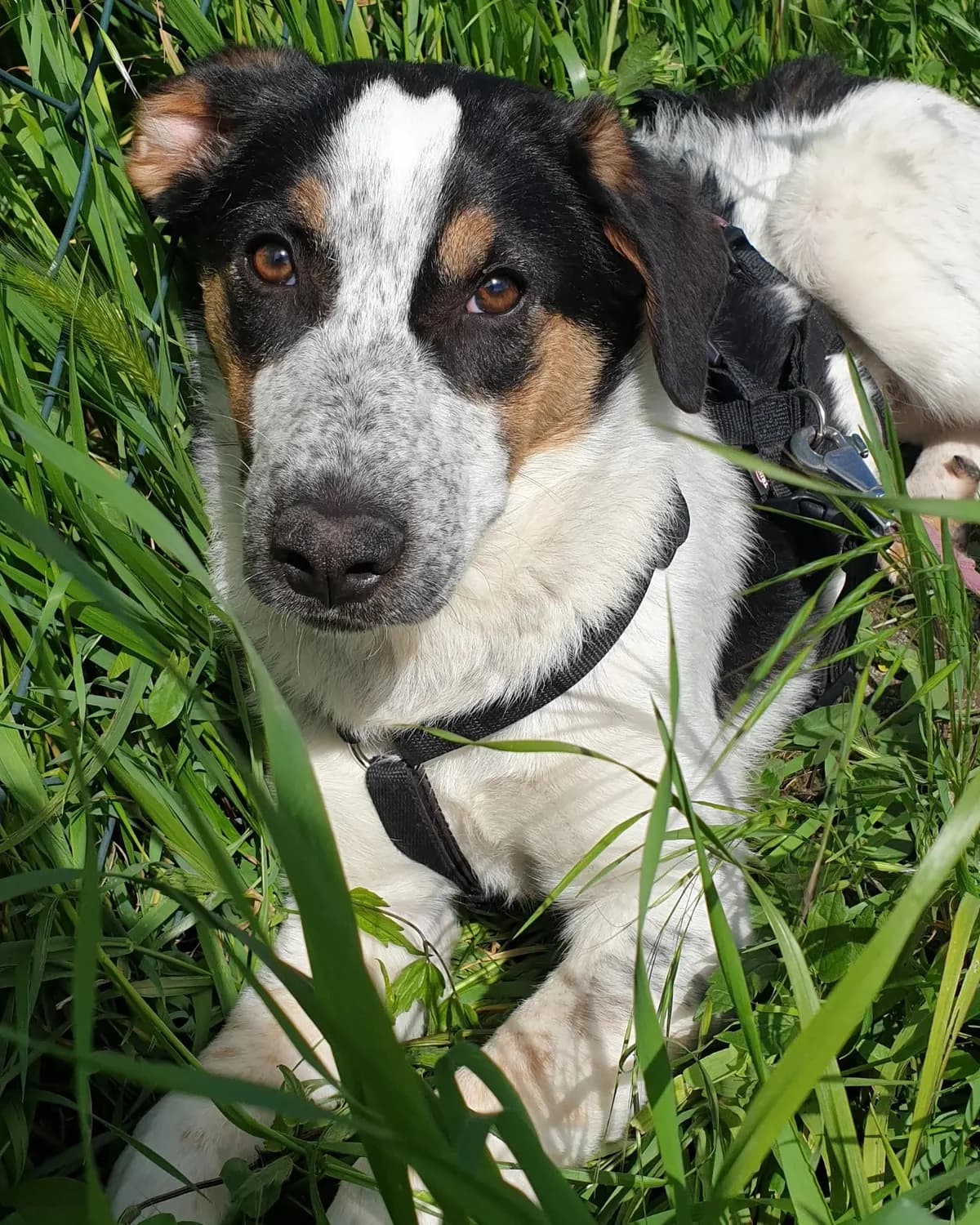 DESI, Mixed Breed (ENPA Pistoia)