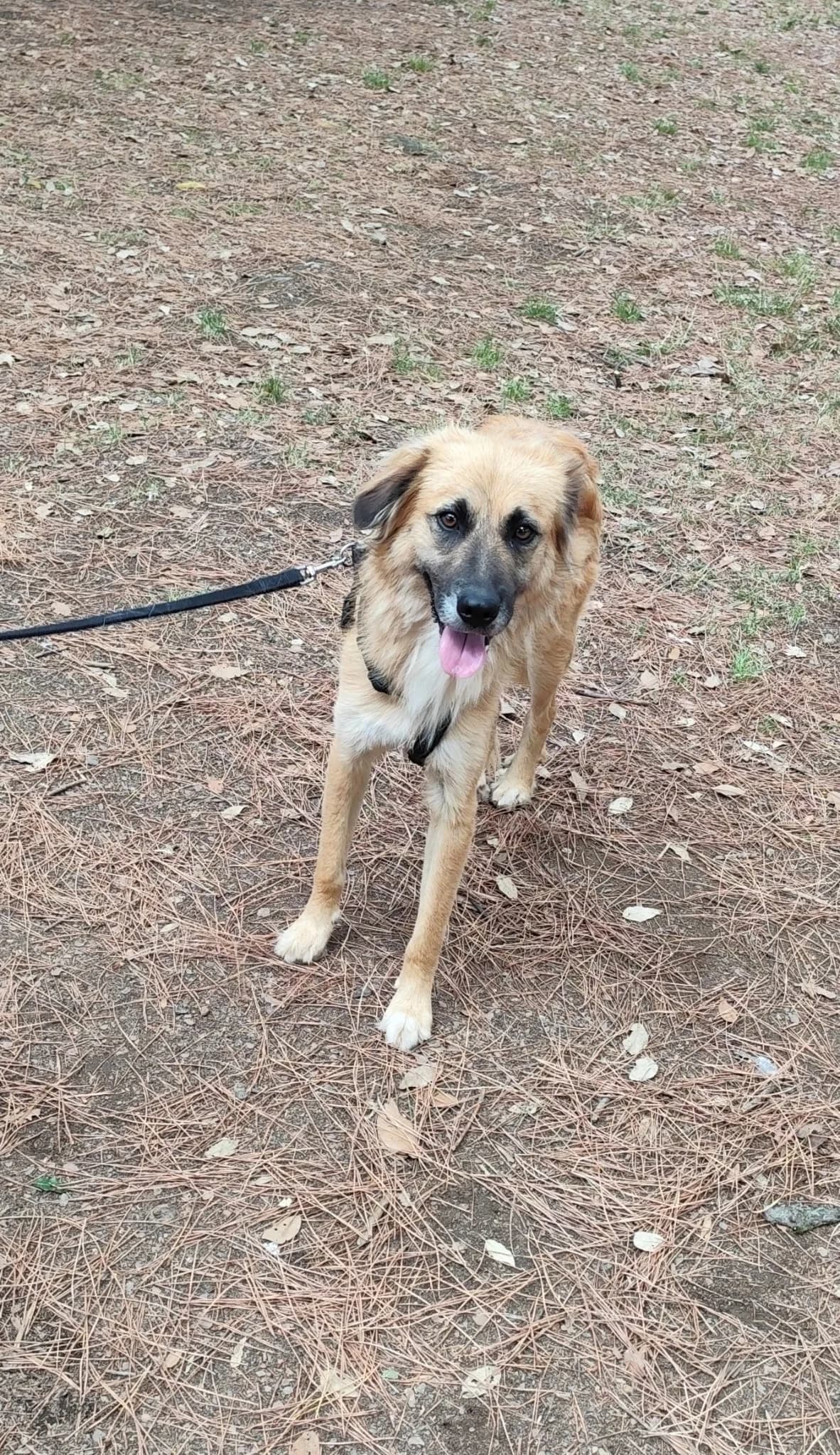 RED, Mixed Breed (ENPA Pistoia)