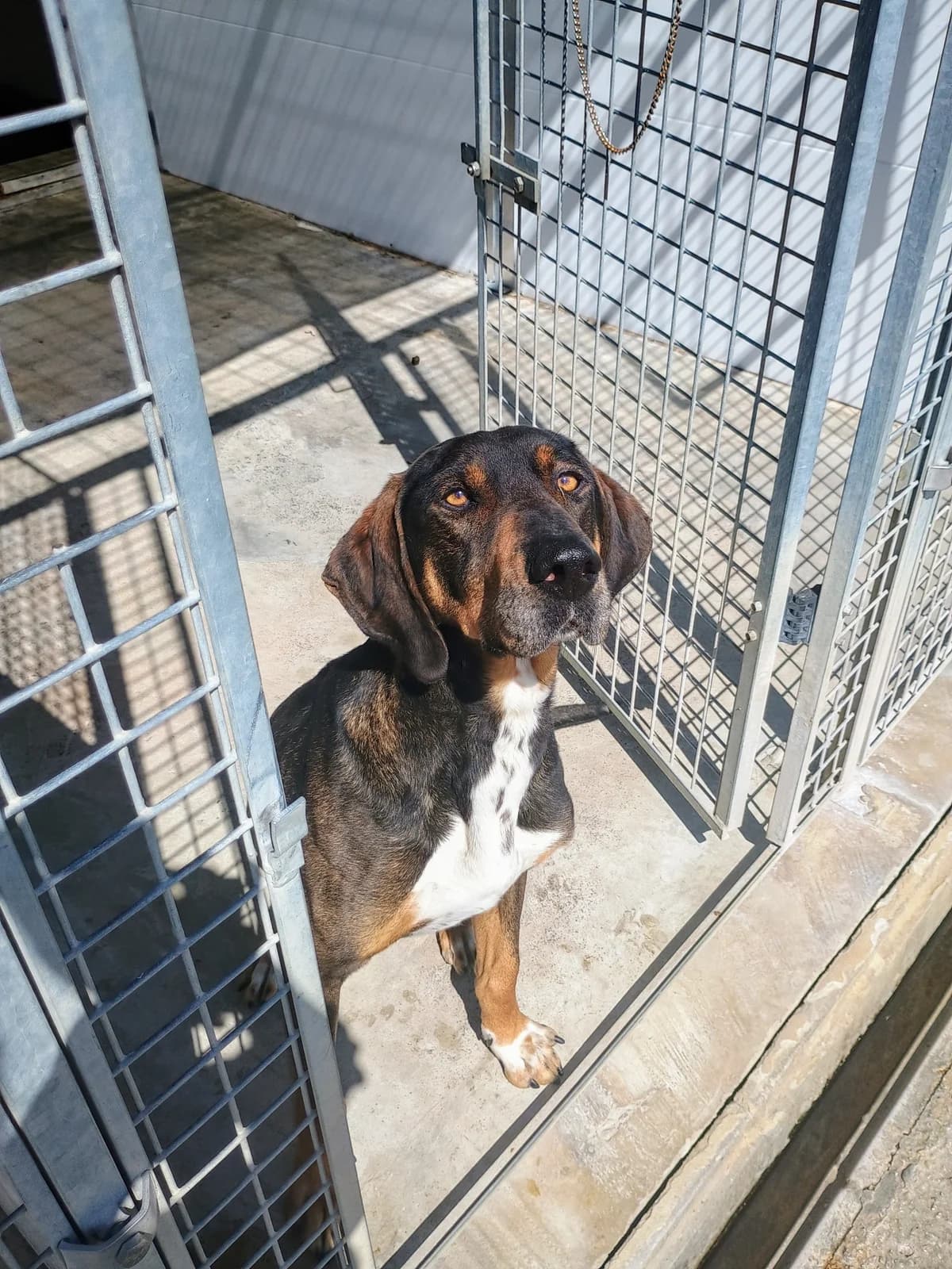 ROCKY, female Mixed Breed for adoption at ENPA Pistoia, Pistoia