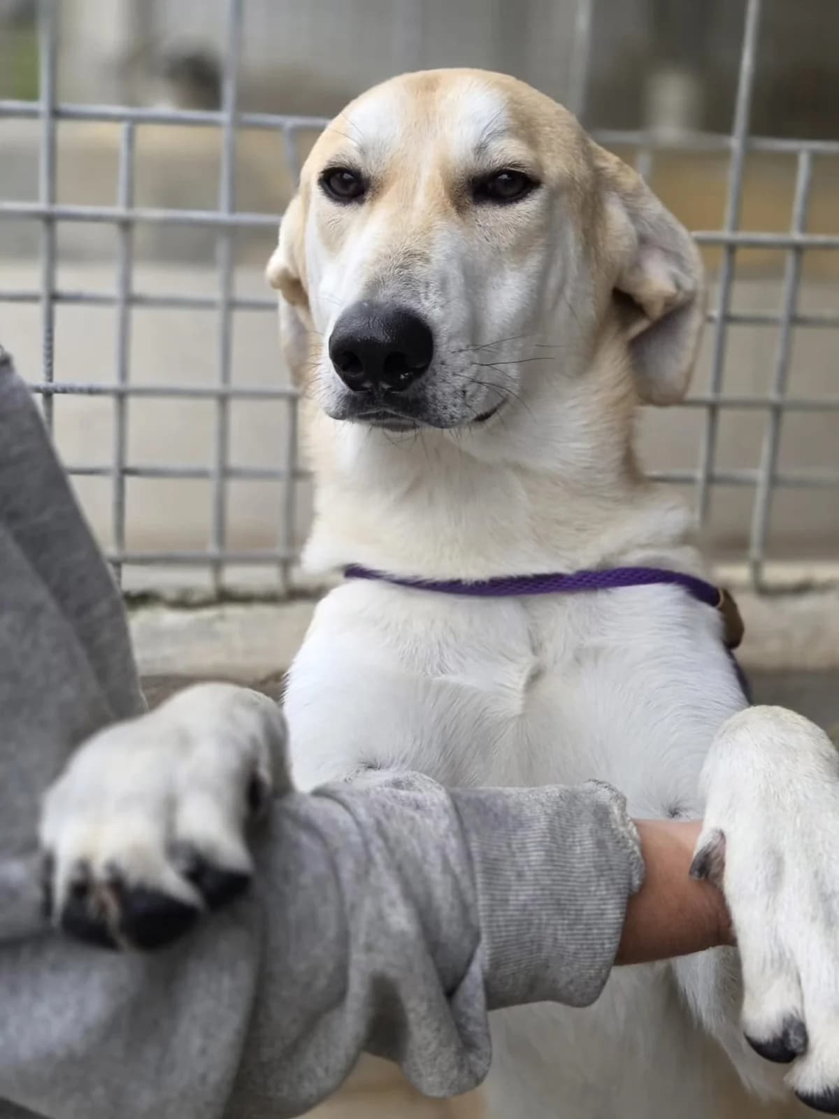 GOTEN, Mixed Breed (ENPA Pistoia)