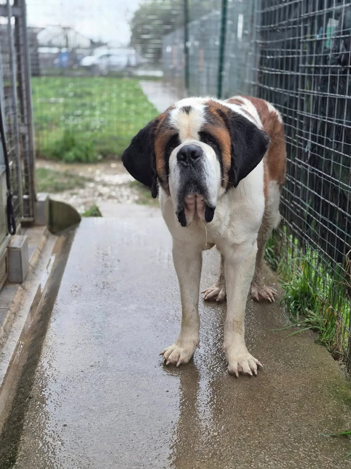 SEBASTIANO, male young Mixed Breed for adoption at ENPA Pistoia, Pistoia