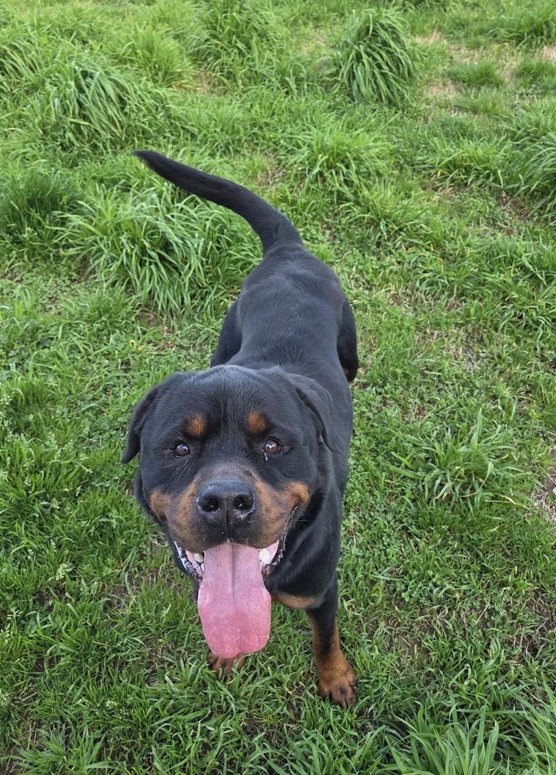 DUCCIO, Mixed Breed (ENPA Pistoia)