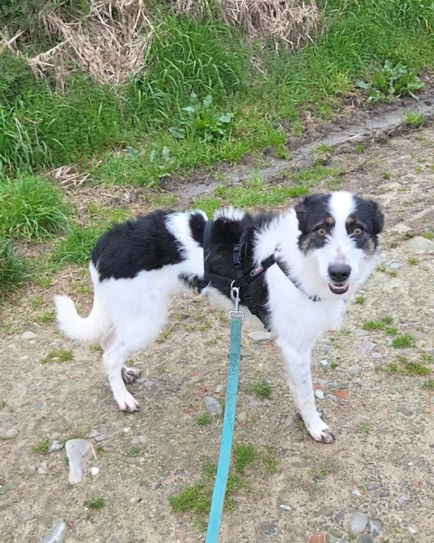 LUCY, Mixed Breed (ENPA Pistoia)