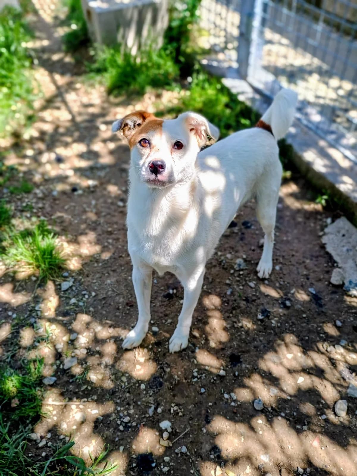 PEPE, Mixed Breed (ENPA Pistoia)