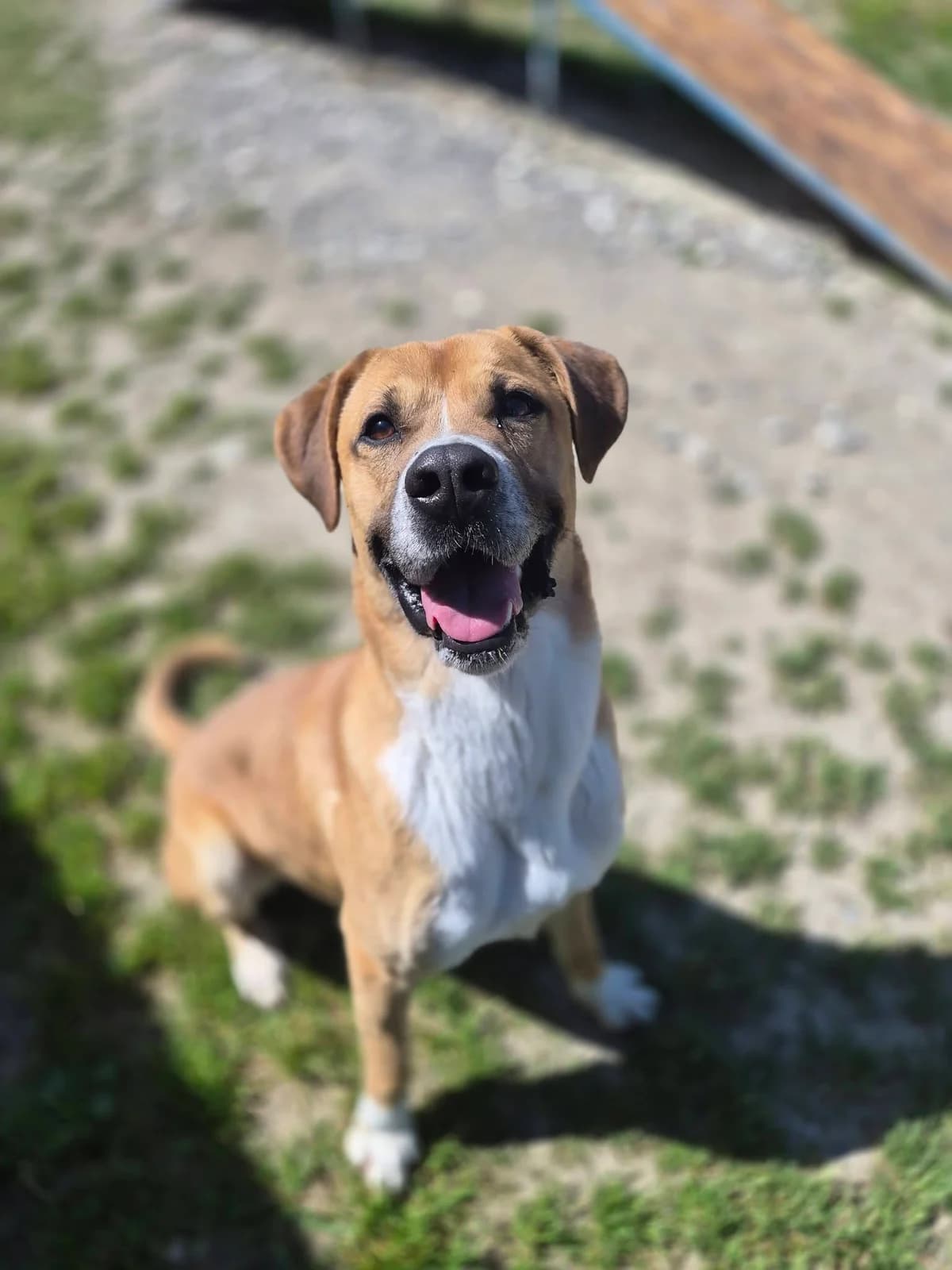 JOKER, male Mixed Breed for adoption at ENPA Pistoia, Pistoia