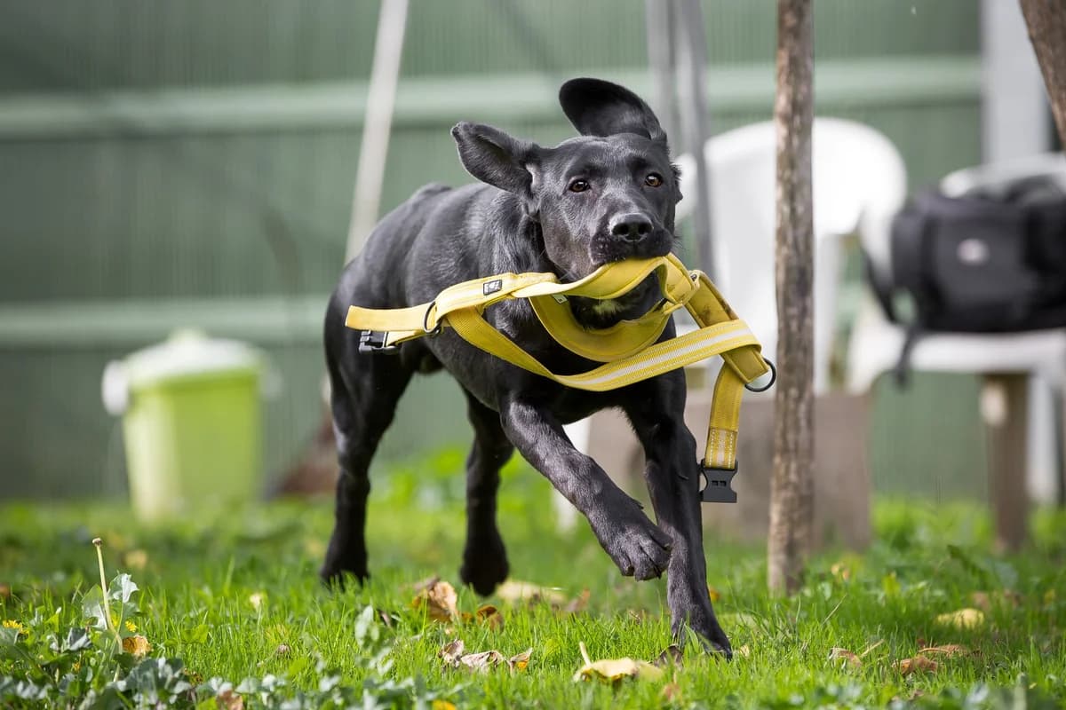 ARON, Mixed Breed (ENPA Pistoia)