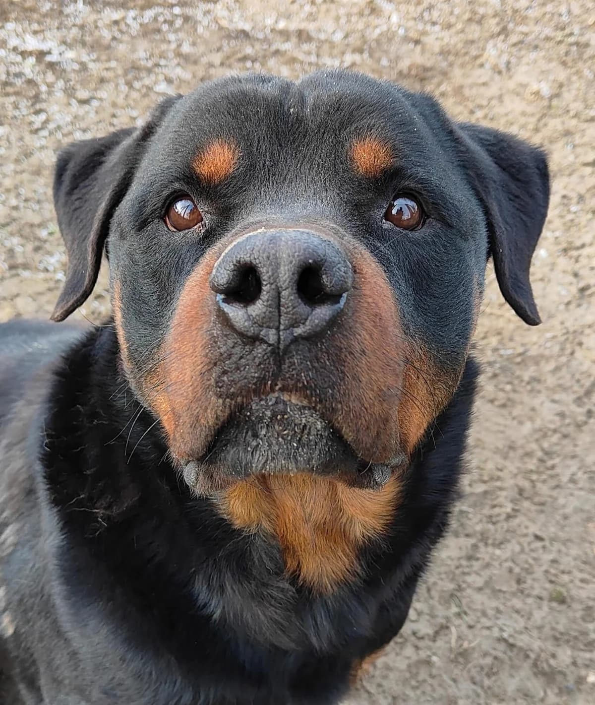 Rudy, male 6yo Mixed Breed for adoption at ENPA Thiene-Schio, Thiene