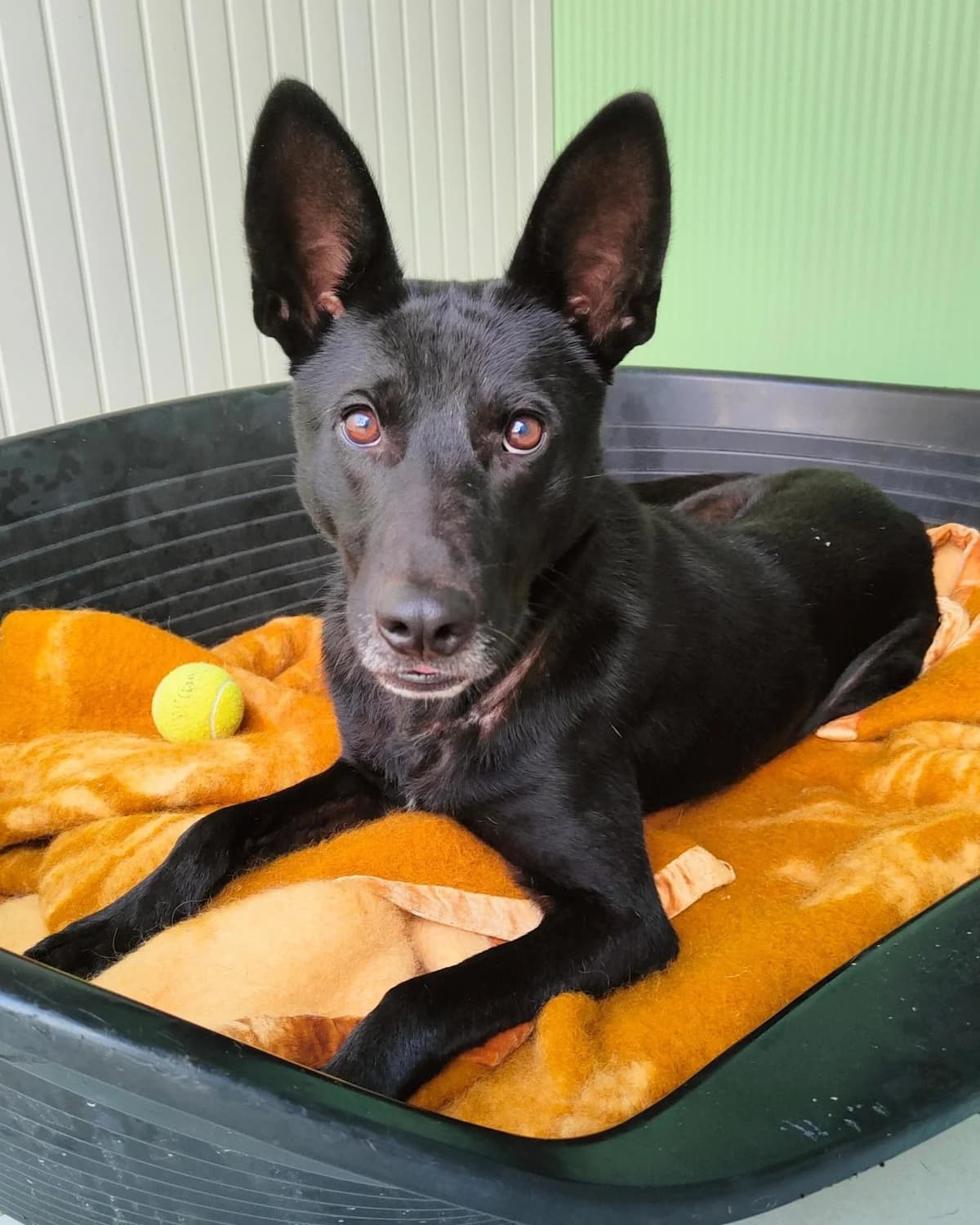 Tazio, male Mixed Breed for adoption at ENPA Thiene-Schio, Thiene