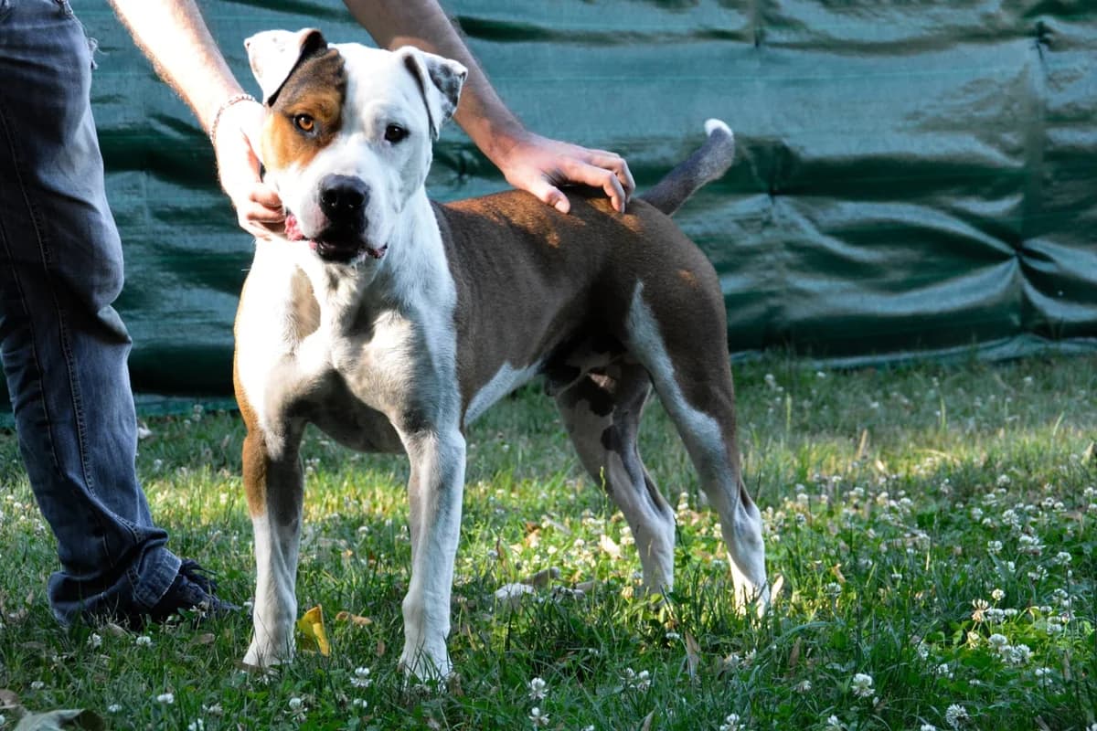 RAIMONDO, senior Mixed Breed for adoption at ENPA Sezione Torino, Torino
