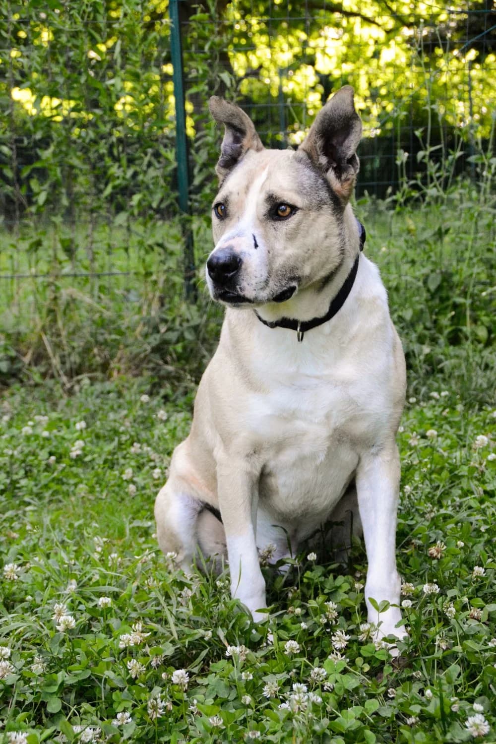 BRED, senior Mixed Breed for adoption at ENPA Sezione Torino, Torino