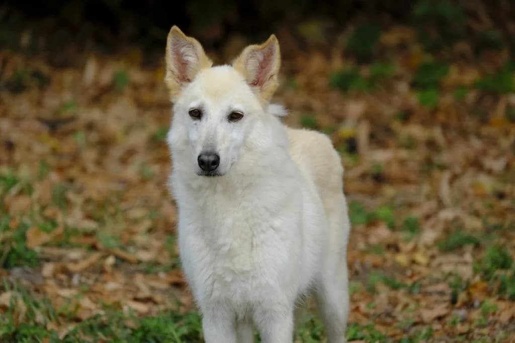 AIKA, senior Mixed Breed for adoption at ENPA Sezione Torino, Torino
