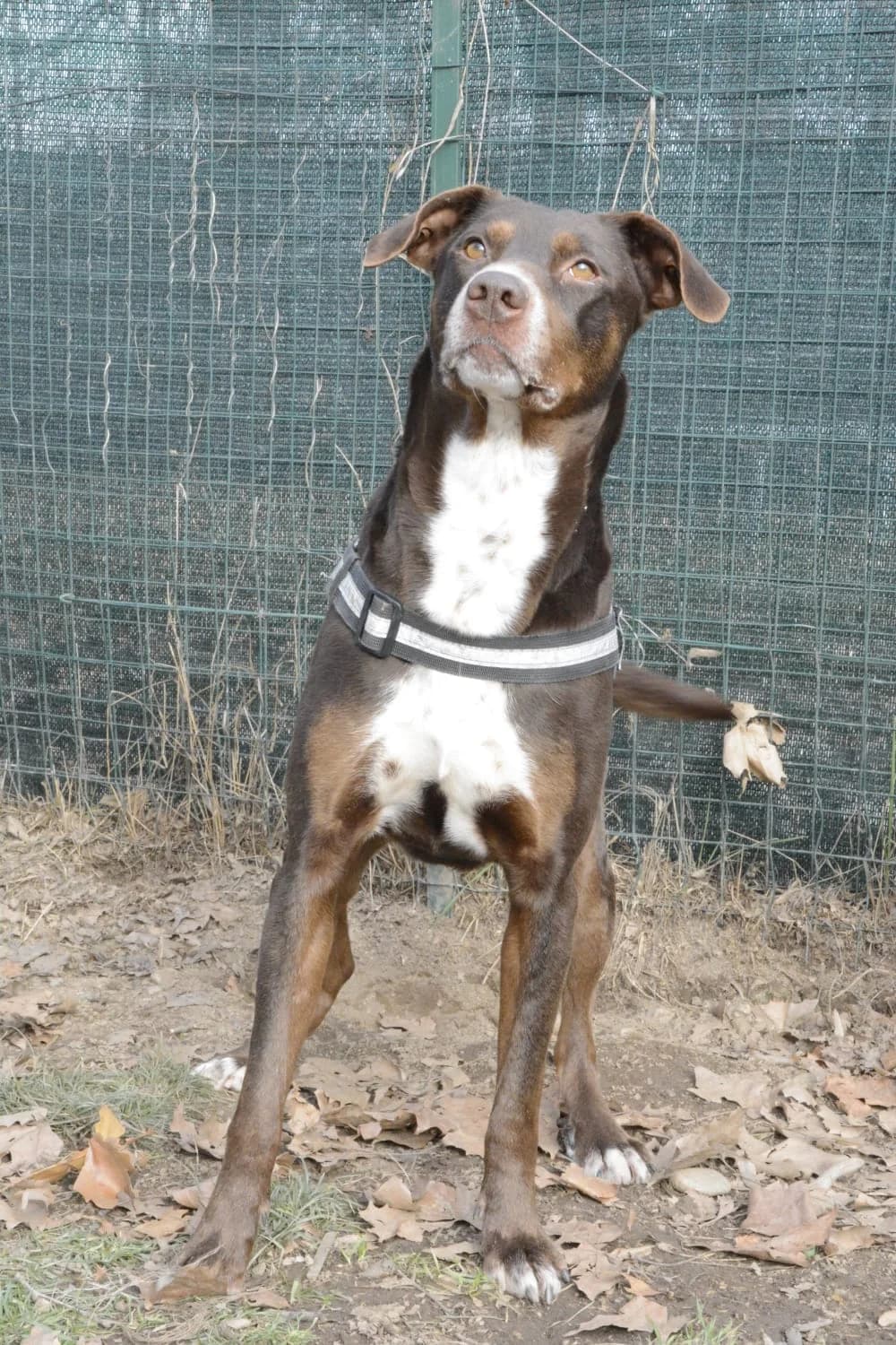 Choco, female puppy Mixed Breed for adoption at ENPA Sezione Torino, Torino