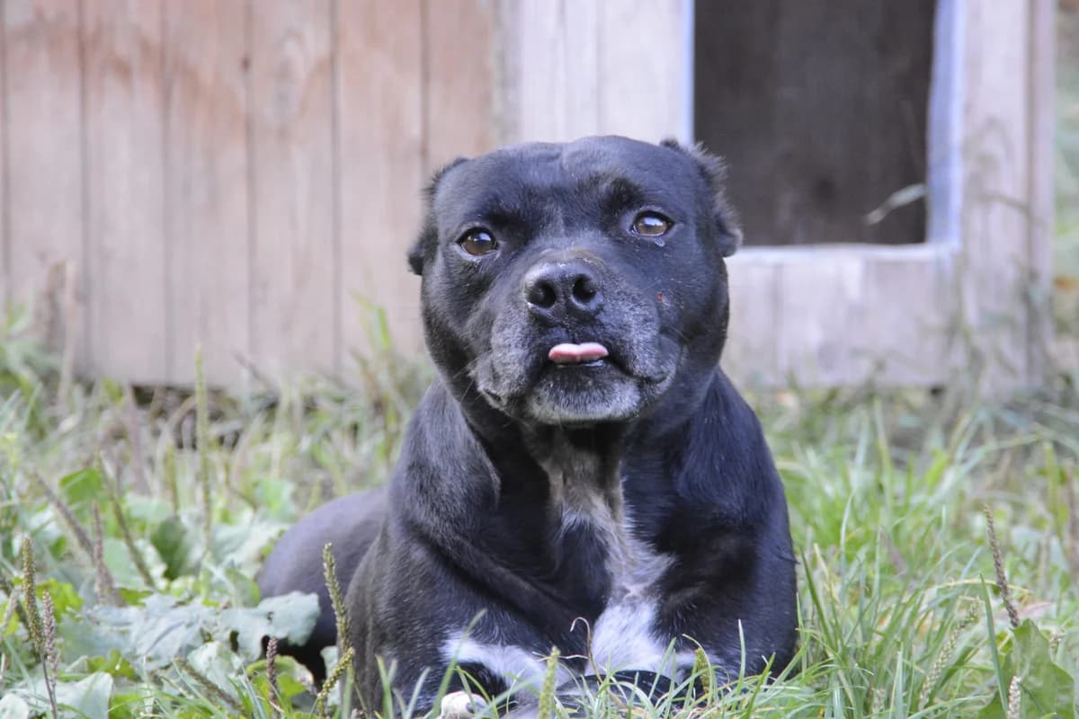 ◇ Rambo ◇, senior Mixed Breed for adoption at ENPA Sezione Torino, Torino