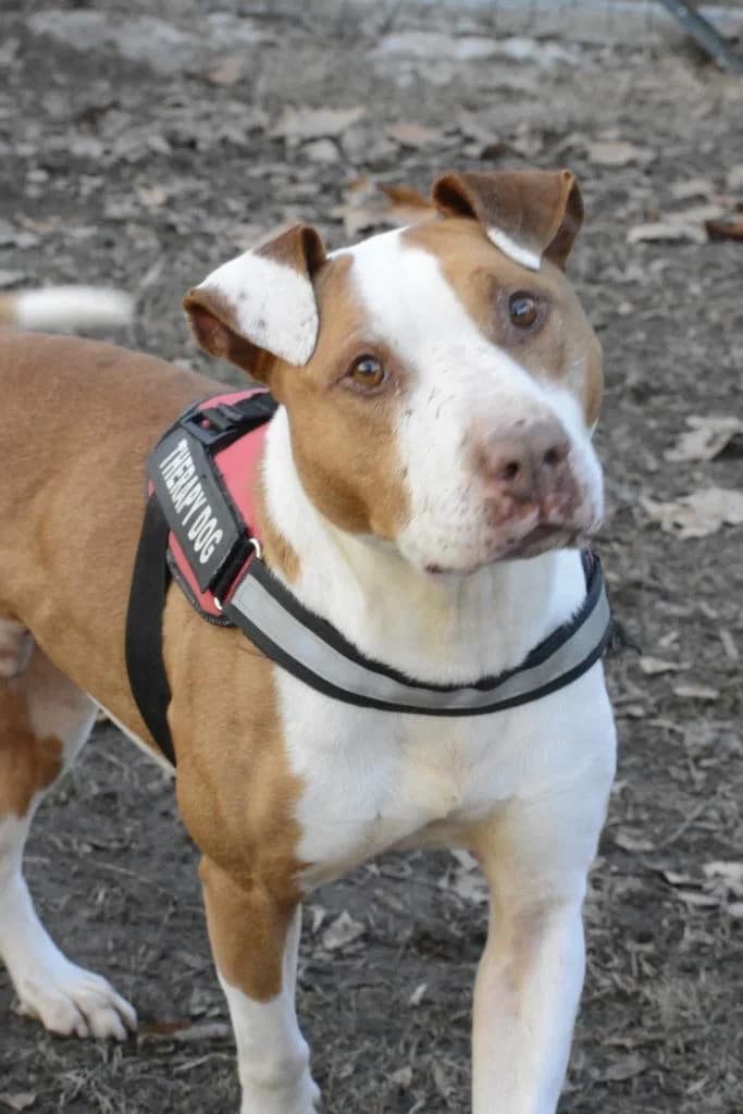 Ciro, female Mixed Breed for adoption at ENPA Sezione Torino, Torino