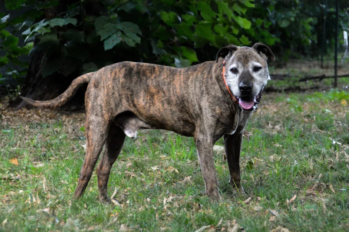 Shrek: l’ultima speranza, senior Mixed Breed for adoption at ENPA Sezione Torino, Torino