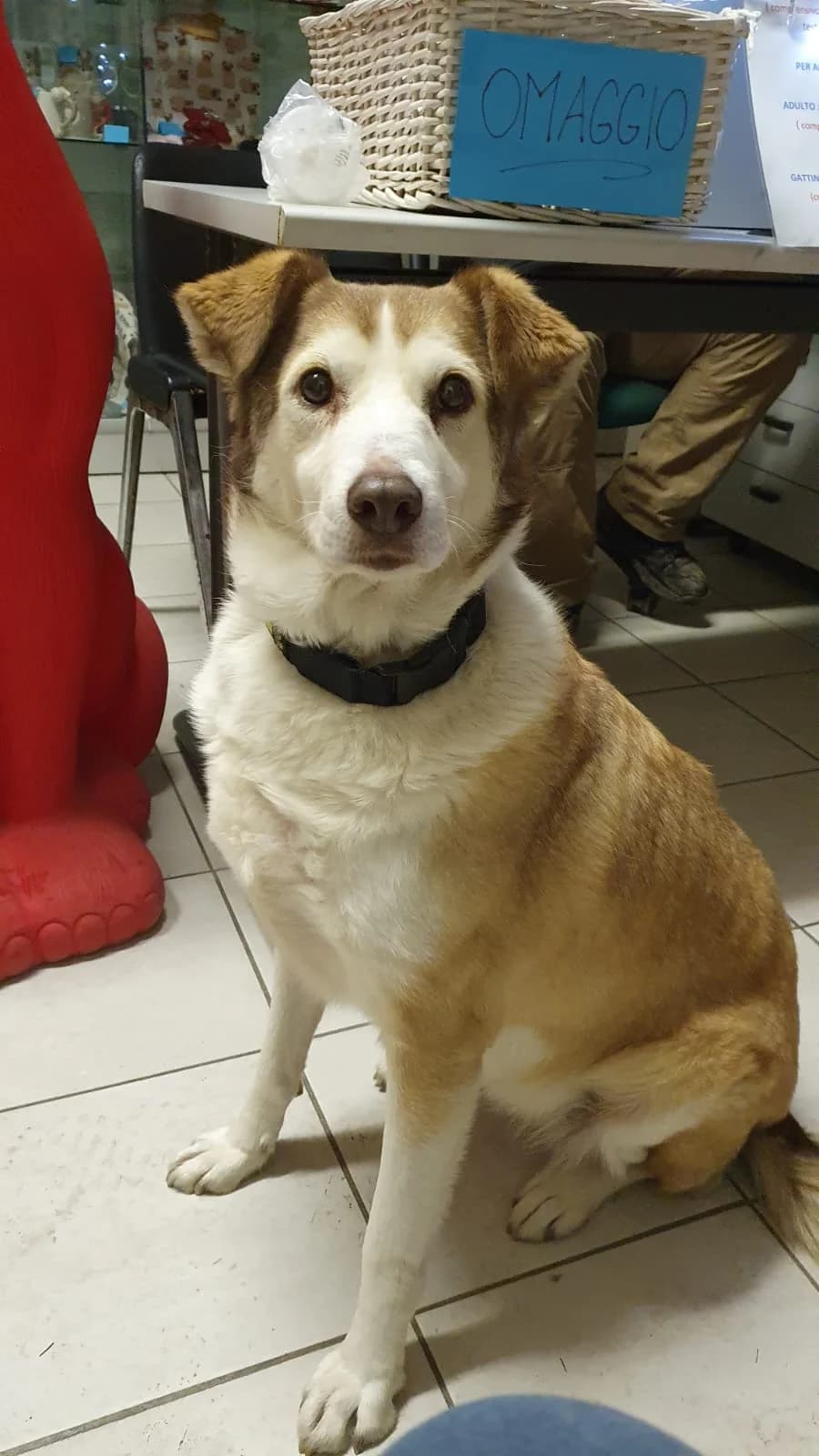 Rona, 7yo Mixed Breed for adoption at ENPA Sezione Torino, Torino