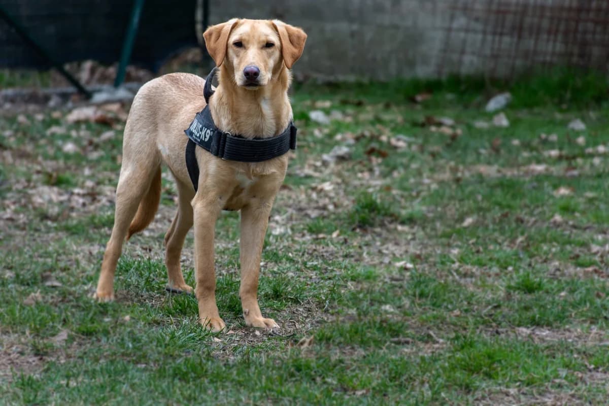 Stella ⭐️, puppy Mixed Breed for adoption at ENPA Sezione Torino, Torino