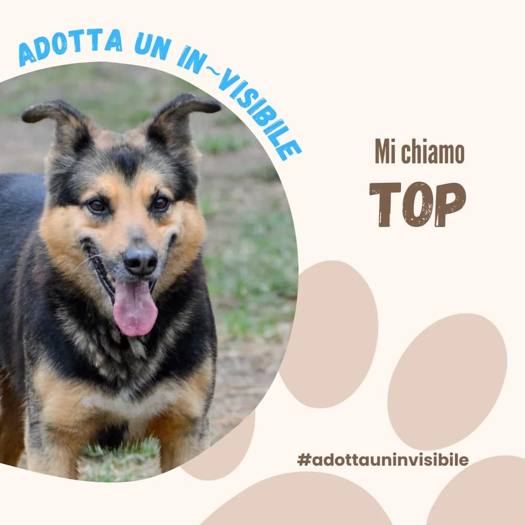 Adotta un invisibile: TOP, young Mixed Breed for adoption at ENPA Sezione Torino, Torino