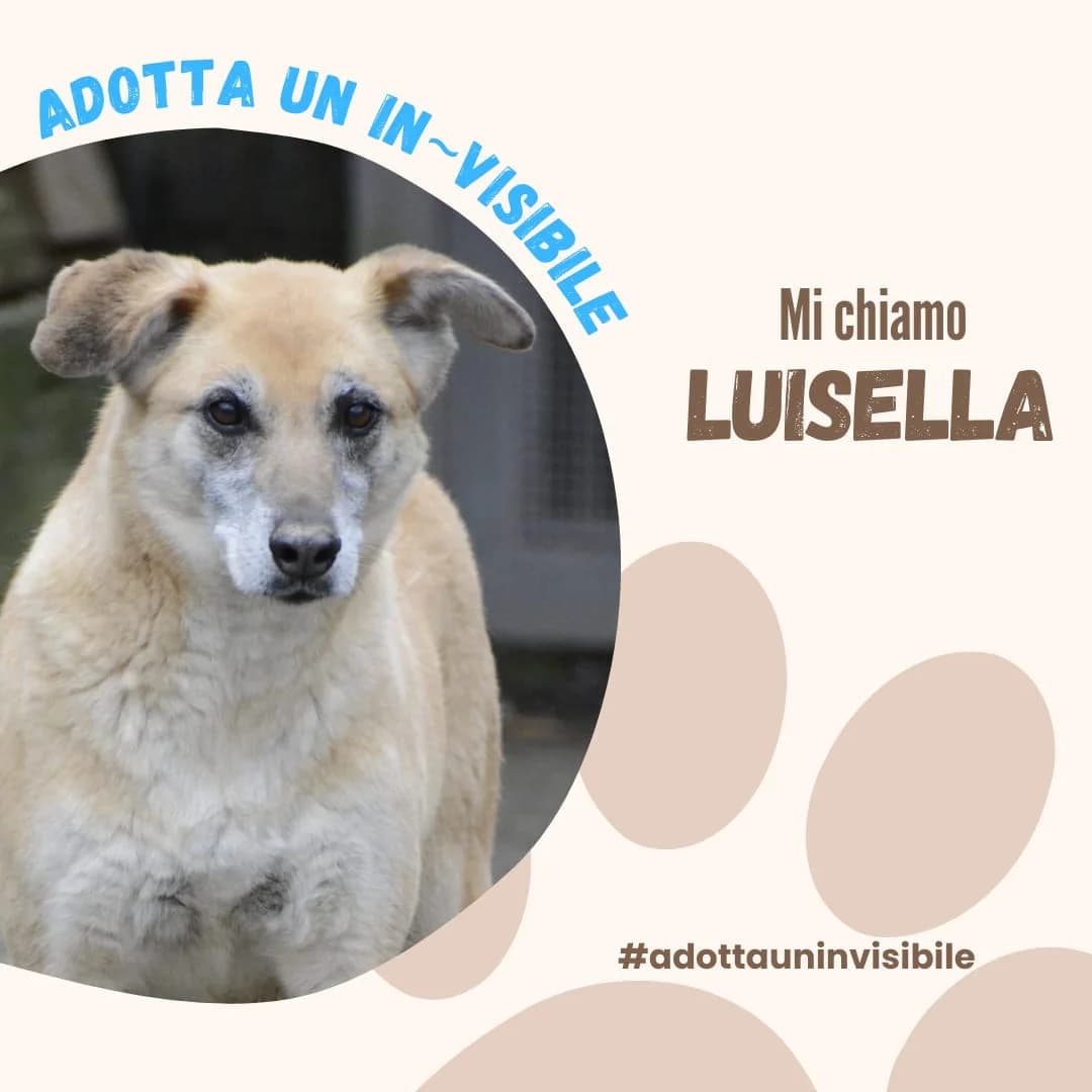 Adotta un invisibile: LUISELLA, young Mixed Breed for adoption at ENPA Sezione Torino, Torino