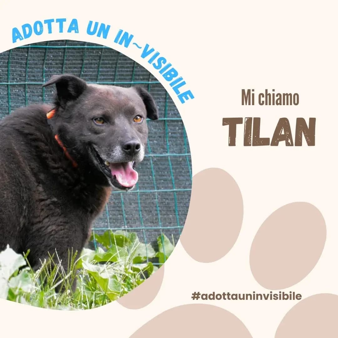 Adotta un invisibile: TILAN, female senior Mixed Breed for adoption at ENPA Sezione Torino, Torino