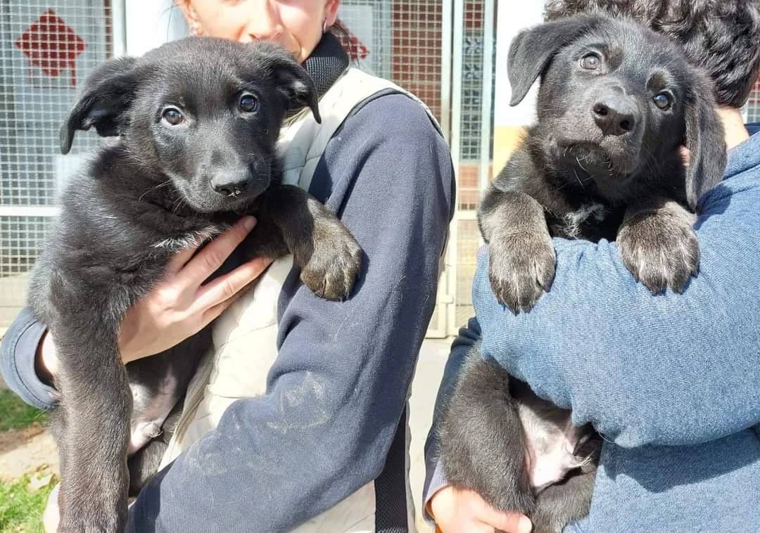 Venite a conoscere i nostri ospiti, Mixed Breed for adoption at ENPA Sezione Torino, Torino