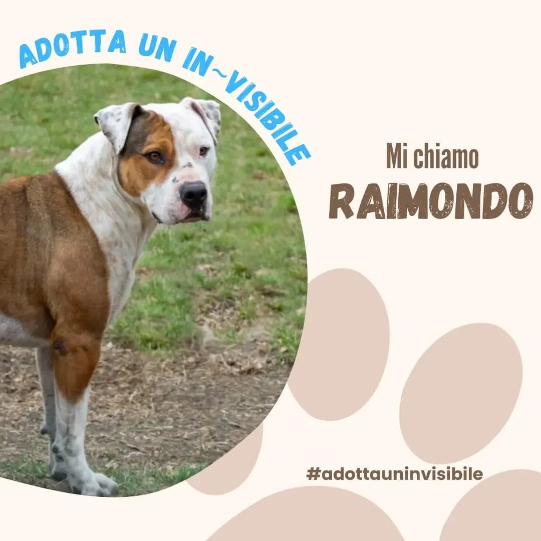 Adotta un invisibile: RAIMONDO, female senior Mixed Breed for adoption at ENPA Sezione Torino, Torino
