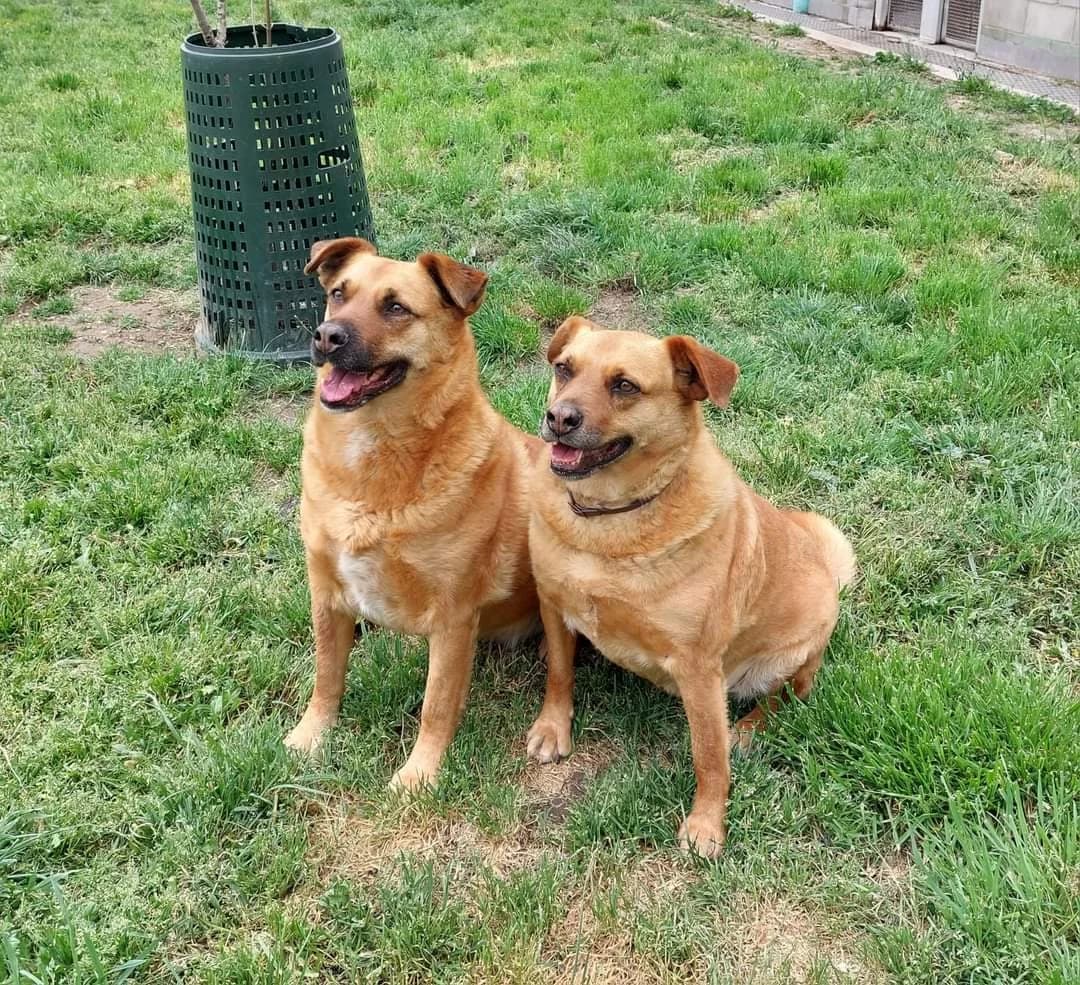 Eve e Chloe: ancora in canile, Mixed Breed for adoption at ENPA Sezione Torino, Torino