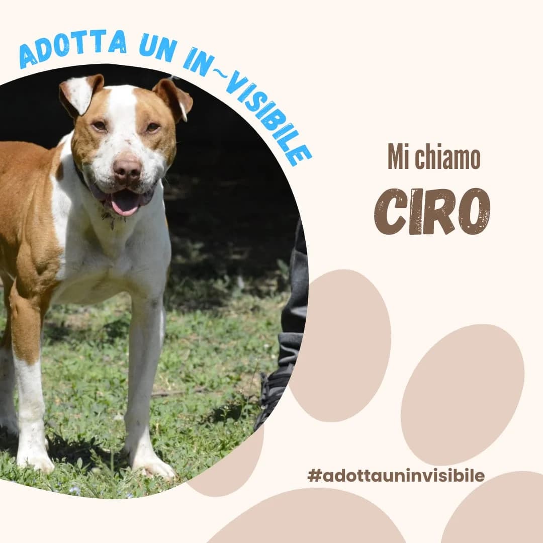Adotta un invisibile: CIRO, 7yo Mixed Breed for adoption at ENPA Sezione Torino, Torino