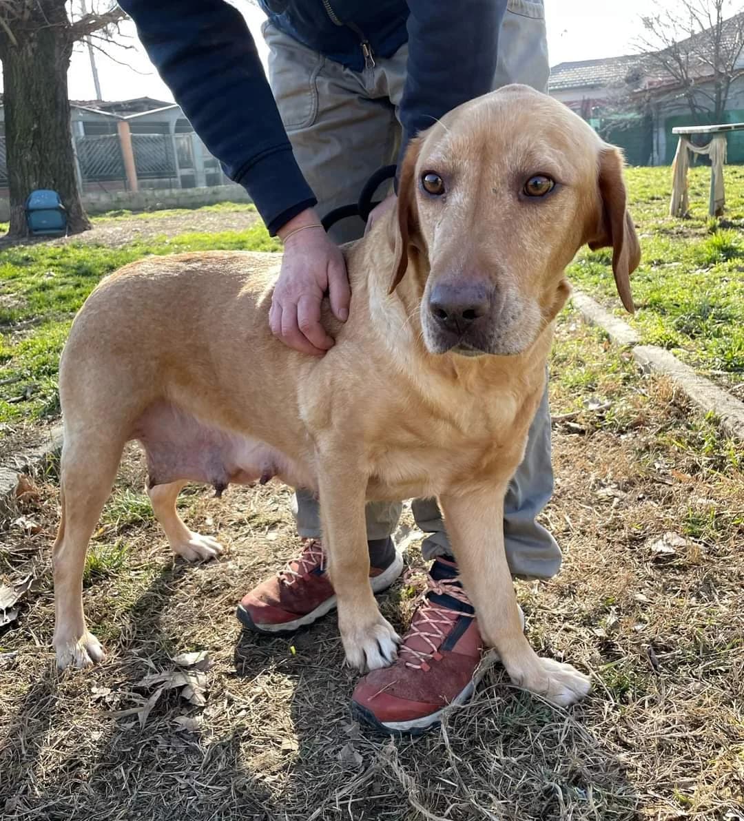 Ambra, senior Mixed Breed for adoption at ENPA Sezione Torino, Torino