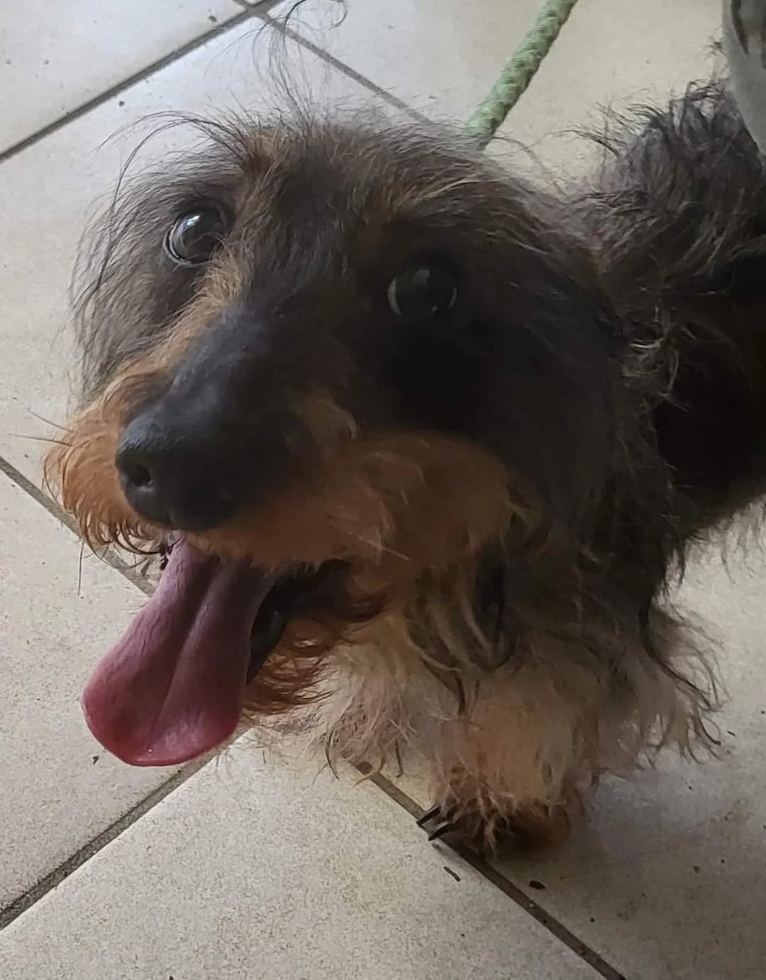 Theo ha bisogno di una casa speciale: la tua, male 6yo Mixed Breed for adoption at ENPA Sezione Torino, Torino