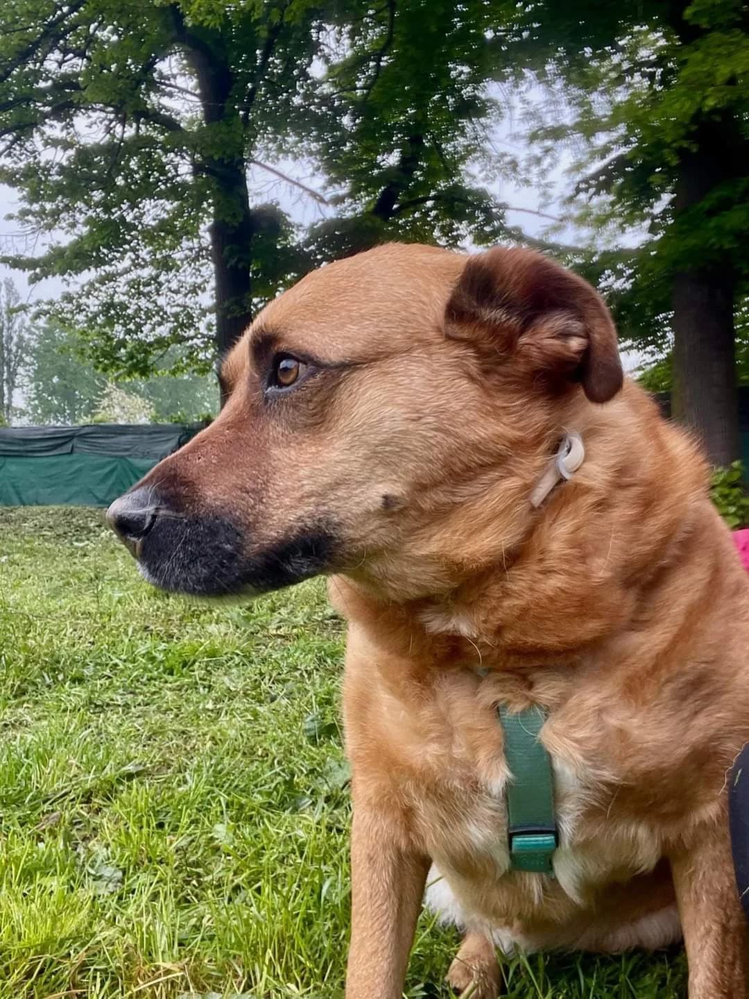 “Per mostrarmi tutto il mio fascino” – Eve, Mixed Breed for adoption at ENPA Sezione Torino, Torino