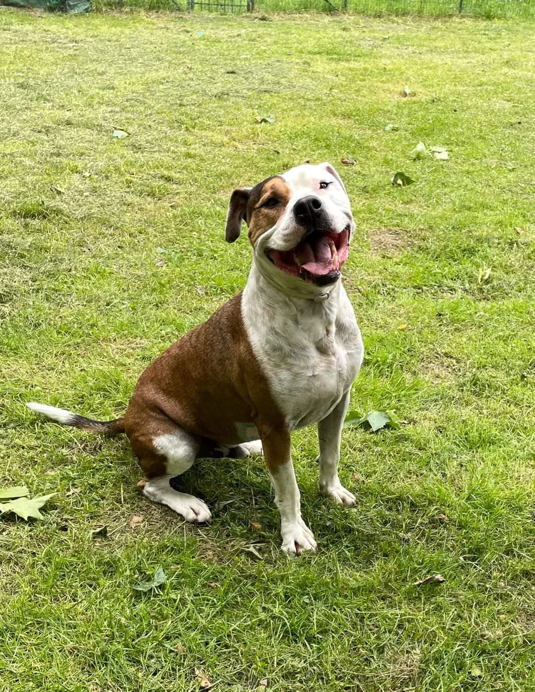 “Buona domenica a tutti…” – Raimondo, Mixed Breed for adoption at ENPA Sezione Torino, Torino