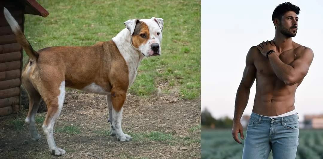 “Mi hanno detto che nelle foto sono troppo allegro…” – Raimondo, Mixed Breed for adoption at ENPA Sezione Torino, Torino