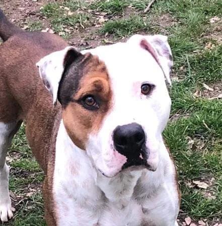 “Dopo 10 giorni state iniziando a conoscermi…” – Raimondo, Mixed Breed for adoption at ENPA Sezione Torino, Torino