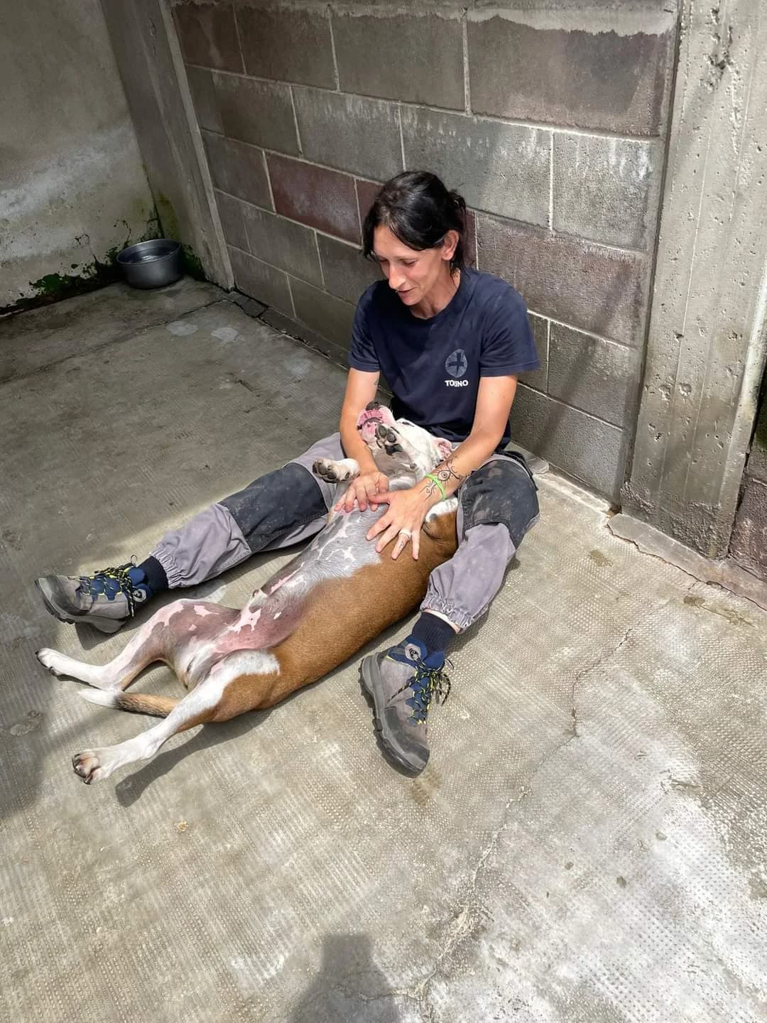 “Oggi ero un po’ triste, così ho chiesto le coccole…” – Raimondo, Mixed Breed for adoption at ENPA Sezione Torino, Torino