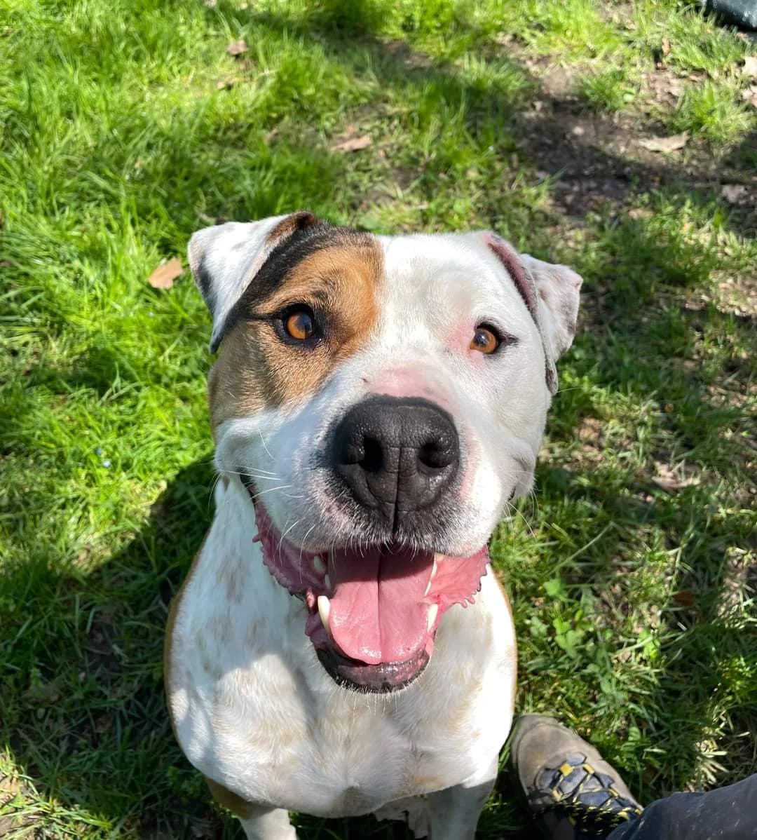 “Un sorriso” – Raimondo, Mixed Breed for adoption at ENPA Sezione Torino, Torino