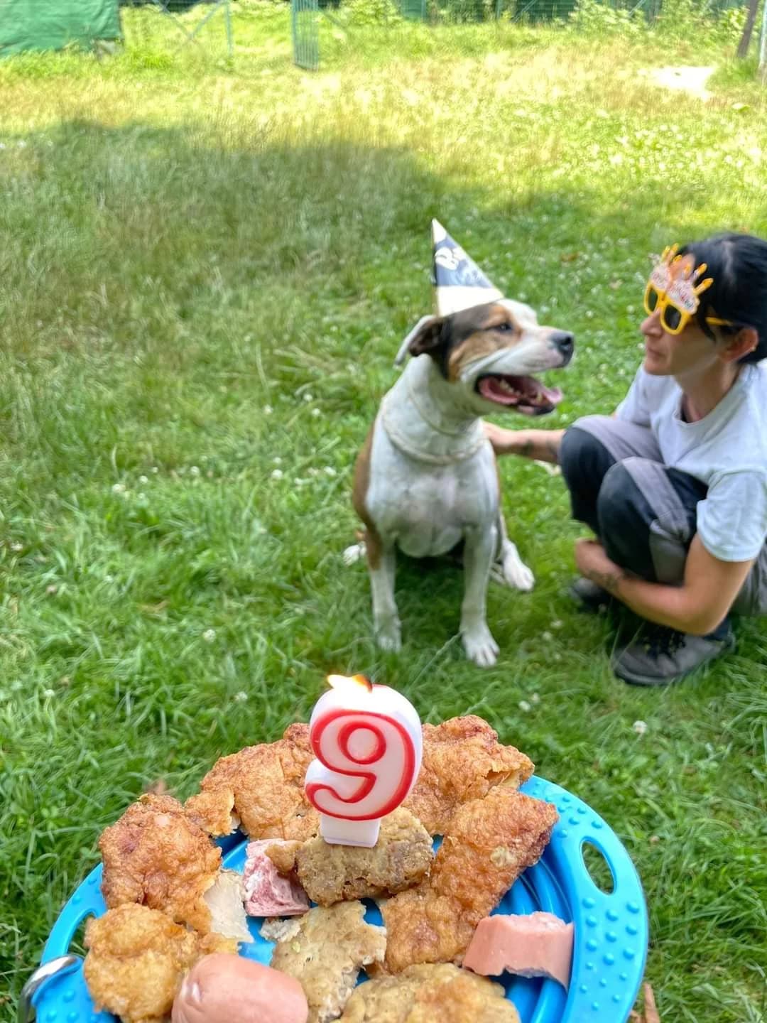 “Oggi festeggio il mio compleanno…” – Raimondo, Mixed Breed for adoption at ENPA Sezione Torino, Torino