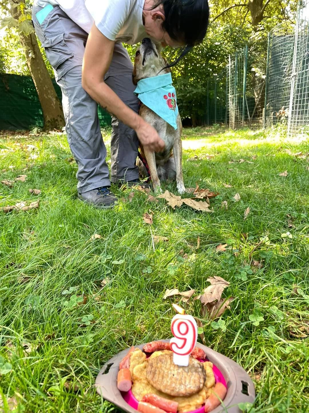 “È il mio compleanno?!” – Chico, 7yo Mixed Breed for adoption at ENPA Sezione Torino, Torino