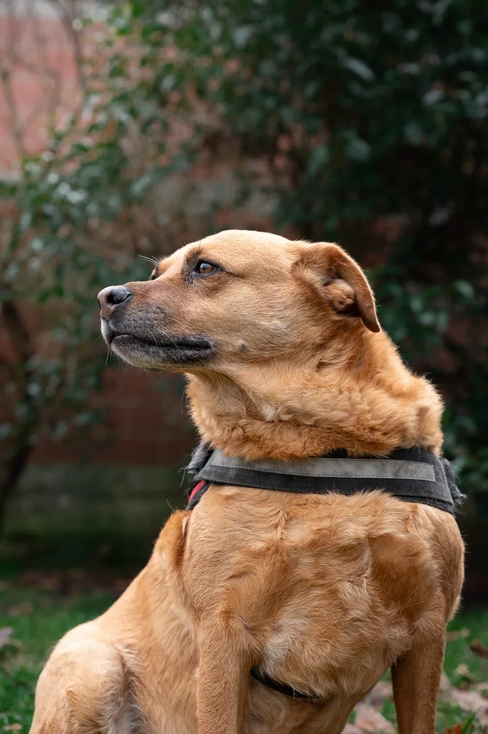 EVE, female senior Mixed Breed for adoption at ENPA Sezione Torino, Torino