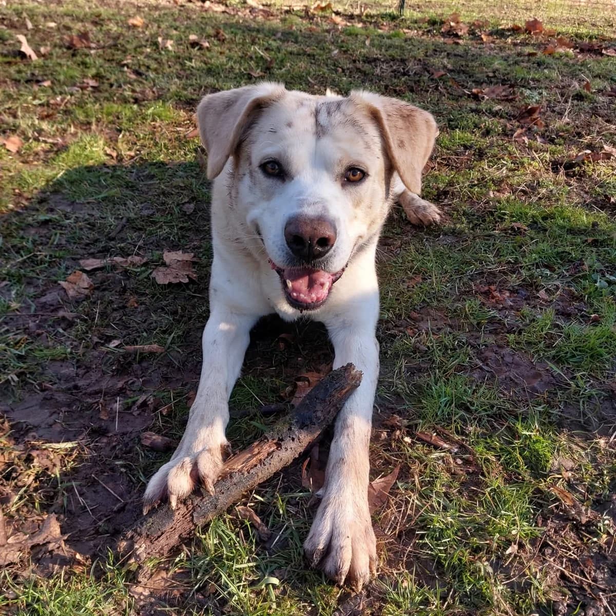 CARONTE, female puppy Mixed Breed for adoption at ENPA Sezione Torino, Torino