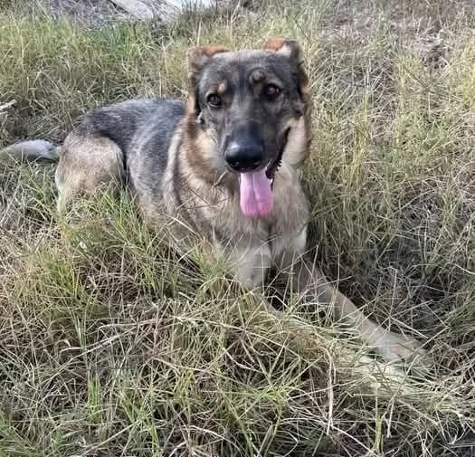 GINA, 5yo Mixed Breed for adoption at ENPA Sezione Torino, Torino